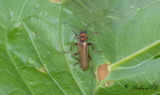 Cantharis rufa?