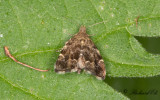 Bredvingad nässelmal (Anthophila fabriciana)