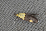 Blågul praktmal (Oecophora bractella)