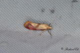 Röd väddblomvecklare (Cochylis flaviciliana)
