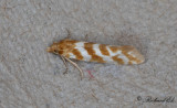 Röllikablomvecklare (Aethes margaritana)