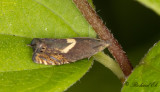 Gulhakad rllikarotvecklare - Common Drill (Dichrorampha petiverella)