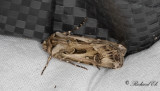Sprjordfly - Archers Dart (Agrotis vestigialis)