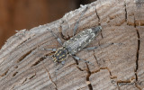 Grbandad getingbock (Rusticoclytus rusticus)