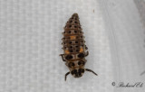 Tvprickig nyckelpiga (Adalia bipunctata)