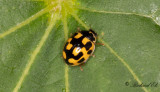 Schackbrdspiga - Fourteen spot ladybird (Propylea quatuordecimpunctata)