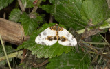 Almfläckmätare - Clouded Magpie (Abraxas sylvata)