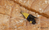 Blgul praktmal (Oecophora bractella)