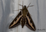 Brunsprötad skymningssvärmare - Bedstraw Hawk-Moth (Hyles gallii)