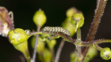 Flenrtskapuschongfly - Cucullia scrophulariae