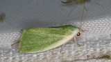 Grn pilspinnare - Cream-bordered Green Pea (Earias clorana) 
