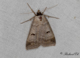 Helfläckat vickerfly - The Blackneck (Lygephila pastinum)