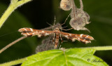 Humleblomsterfjädermott (Geina didactyla)