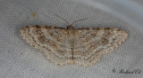 Alälvmätare - Waved Carpet (Hydrelia sylvata)
