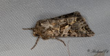 Kamsprötat lundfly - Feathered Ear (Pachetra sagittigera)