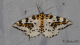 Krusbrsmtare - Magpie moth (Abraxas grossulariata) 