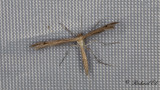 Kungsmyntefjädermott (Merrifieldia baliodactyla)