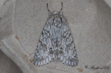 Lönnaftonfly - The Sycamore (Acronicta aceris)
