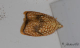 Lönnbredvecklare (Acleris forsskaleana)