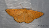Plommonmätare - Orange Moth (Angerona prunaria)