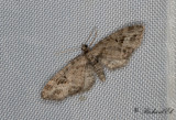 Rnnmalmtare - Mottled Pug (Eupithecia exiguata)