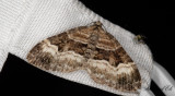 Springkornsfltmtare - Balsam Carpet (Xanthorhoe biriviata)