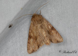 Träbrunt ängsfly - Reddish Light Arches (Apamea sublustris)