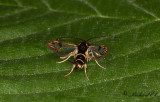 Vinbrsglasvinge - Currant Clearwing (Synanthedon tipuliformis)