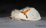 Vit hakvinge - White Prominent (Leucodonta bicoloria) 