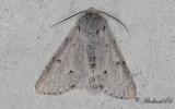 Vitt aftonfly - The Miller (Acronicta leporina)