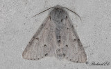 Vitt aftonfly - The Miller (Acronicta leporina) 