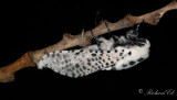Blflckig trfjril - Leopard Moth (Zeuzera pyrina)