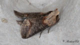 Brungult nsselfly - Dark Spectacle (Abrostola triplasia) 