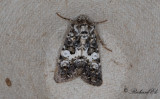 Vitbandat nejlikfly - Varied Coronet (Hadena compta)