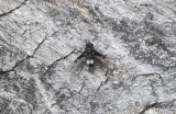 Silverflckad sorgfluga (Anthrax trifasciatus)