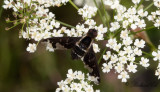 Hemipenthes maura