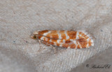 Mosaiktallvecklare (Rhyacionia pinicolana)