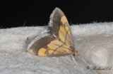 Löktravsmott (Evergestis limbata)