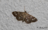 Fldermott (Anania coronata)