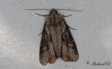 Ormängsfly - Double Lobed (Lateroligia ophiogramma)