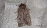 Spåmansjordfly - Double Dart (Graphiphora augur)