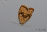 Lönnbredvecklare (Acleris forsskaleana)