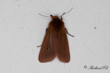 Rostvinge - Ruby Tiger (Phragmatobia fuliginosa) 