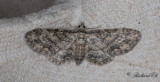 Hallonmalmtare - Grey Pug (Eupithecia subfuscata)