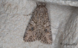 Klöverfly - Nutmeg (Anarta trifolii)