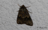 Ligusterfly - The Coronet (Craniophora ligustri)