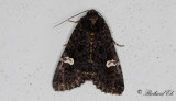 Vitflckigt lundfly - Dot Moth (Melanchra persicariae)