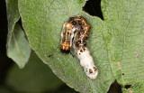 Alaftonfly - Alder Moth (Acronicta alni) 
