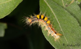 Aprikostofsspinnare - Rusty Tussock Moth (Orgyia antiqua) 