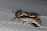 Björkporslinsvinge - Lesser Swallow Prominent (Pheosia gnoma)